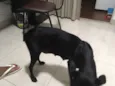 Vick