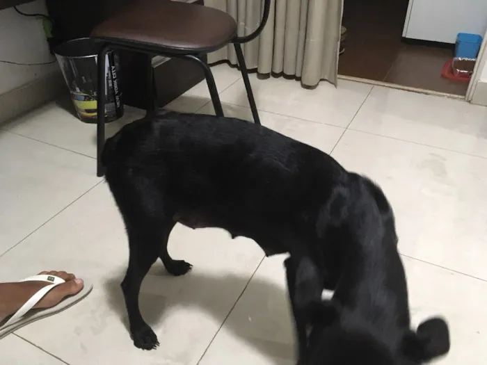 Cachorro ra a Indefinida idade  nome Vick