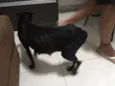Vick