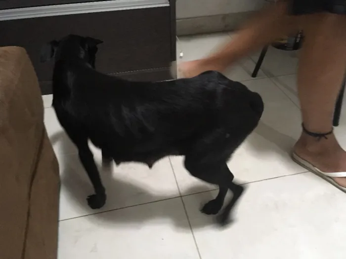 Cachorro ra a Indefinida idade  nome Vick