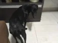 Vick