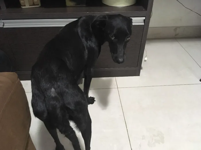 Cachorro ra a Indefinida idade  nome Vick