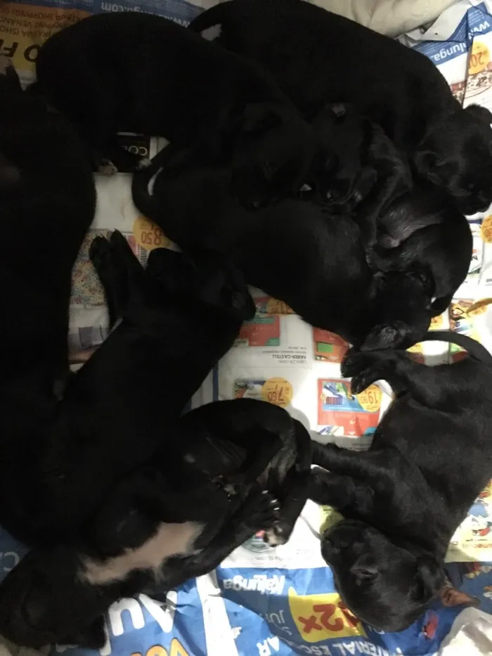 Cachorro ra a Indefinida idade  nome Sem nome