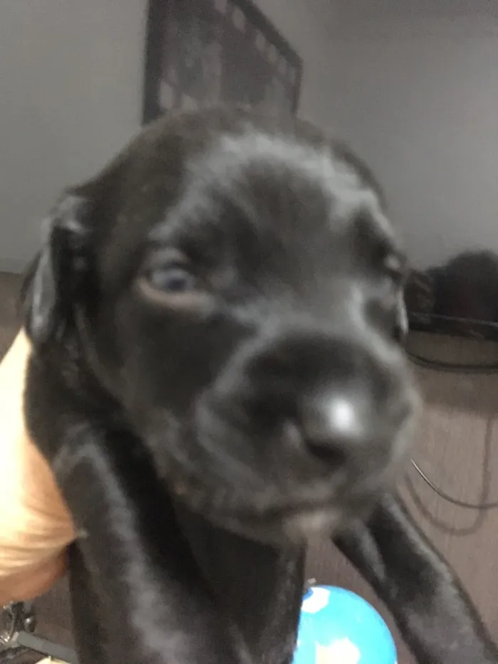 Cachorro ra a Indefinida idade  nome Sem nome