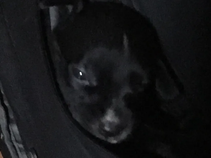 Cachorro ra a Indefinida idade  nome Sem nome