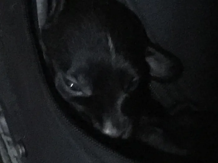 Cachorro ra a Indefinida idade  nome Sem nome