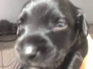 Cachorro raça Indefinida idade  nome Sem nome