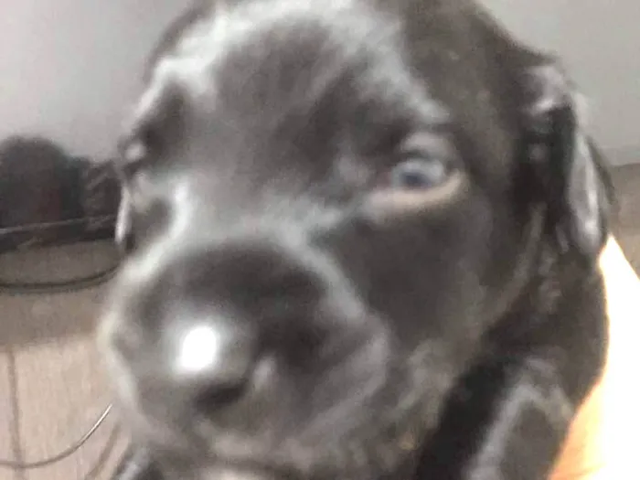 Cachorro ra a Indefinida idade  nome Sem nome
