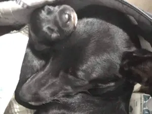 Cachorro raça Indefinida idade  nome Vick