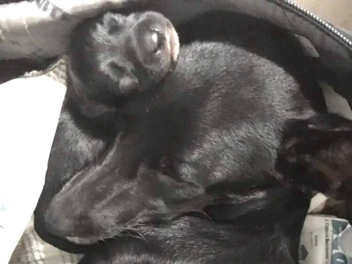 Cachorro ra a Indefinida idade  nome Vick