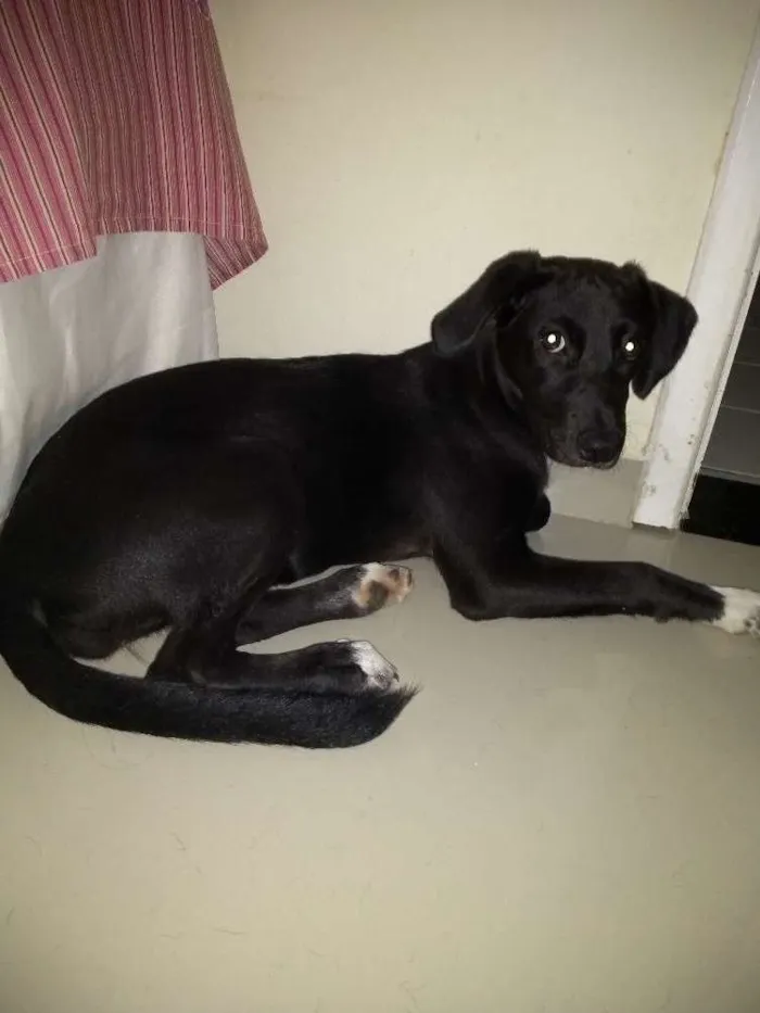 Cachorro ra a Mestiça idade 2 a 6 meses nome Lola 