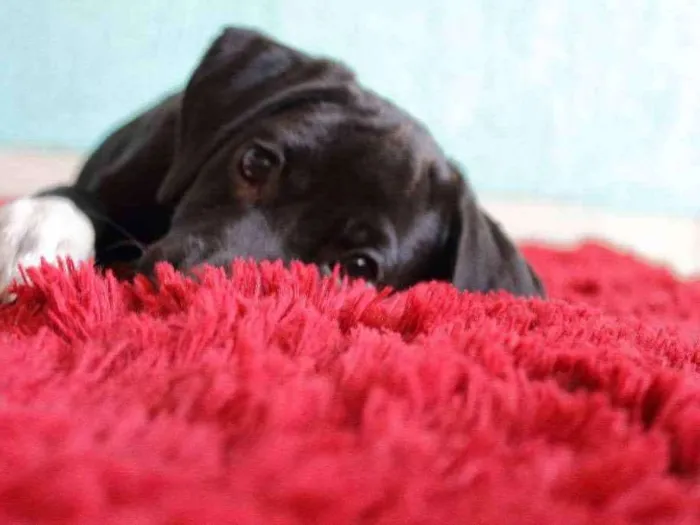 Cachorro ra a Mestiça idade 2 a 6 meses nome Lola 