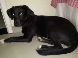 Cachorro raça Mestiça idade 2 a 6 meses nome Lola 