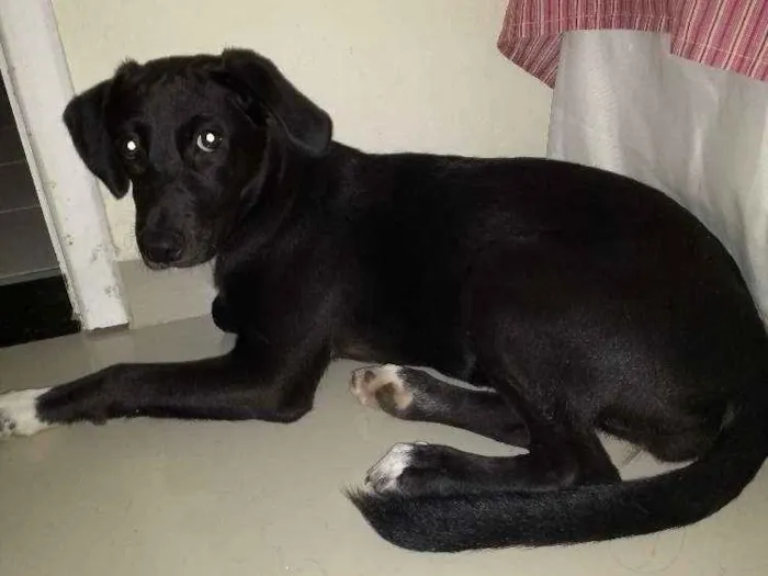 Cachorro ra a Mestiça idade 2 a 6 meses nome Lola 