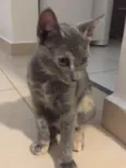 Maia