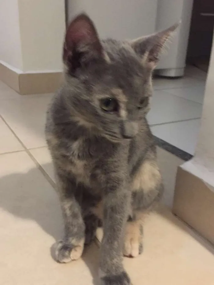 Gato ra a SRD idade 2 a 6 meses nome Maia