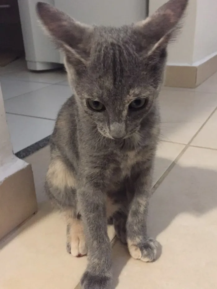 Gato ra a SRD idade 2 a 6 meses nome Maia