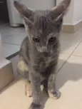 Maia