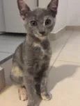 Maia