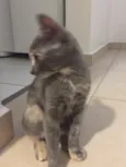 Maia