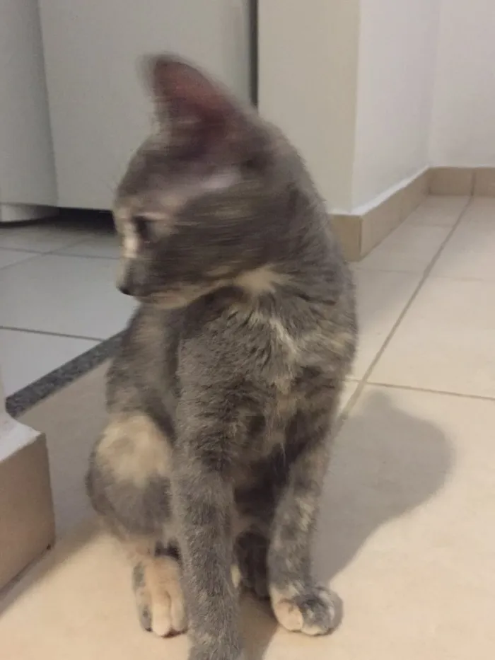 Gato ra a SRD idade 2 a 6 meses nome Maia