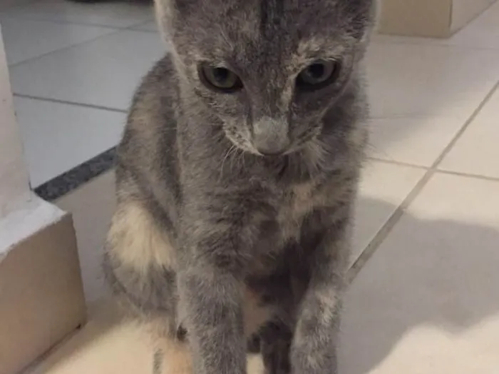 Gato ra a SRD idade 2 a 6 meses nome Maia