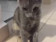 Maia
