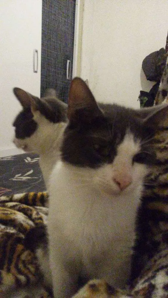 Gato ra a  idade 1 ano nome Gamora