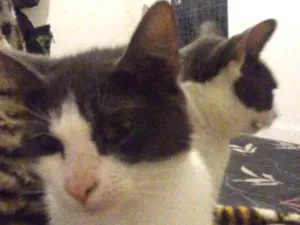 Gato raça  idade 1 ano nome Gamora
