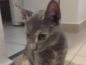 Gato raça SRD idade 2 a 6 meses nome Maia