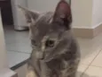 Maia