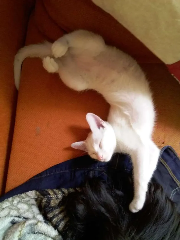 Gato ra a nao definida  idade 2 a 6 meses nome buni 