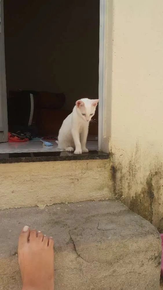 Gato ra a nao definida  idade 2 a 6 meses nome buni 