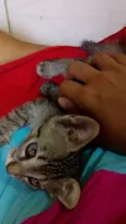 Junior