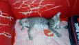 Junior