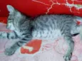 Junior