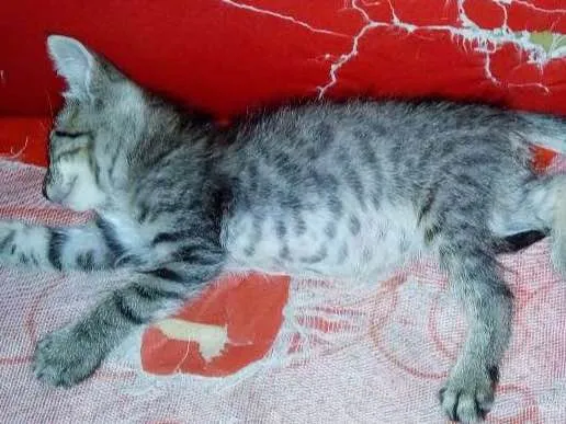 Gato raça Vira lata idade 2 a 6 meses nome Junior