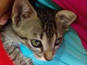 Gato raça Vira lata idade 2 a 6 meses nome Junior