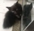 Antonio e Enzo 
