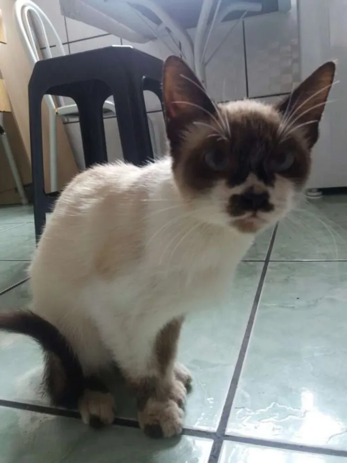 Gato ra a Mestiça idade 2 a 6 meses nome Mel