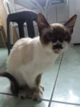 Mel