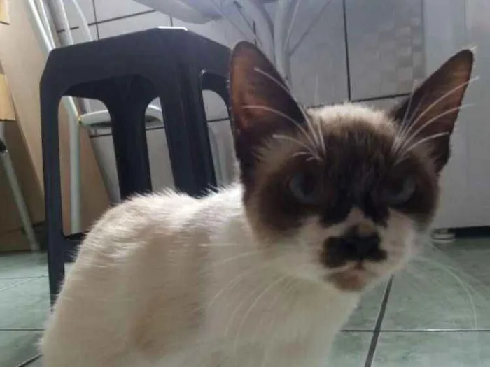 Gato ra a Mestiça idade 2 a 6 meses nome Mel