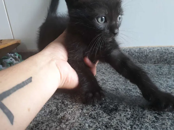 Gato ra a  idade 2 a 6 meses nome Sem nome