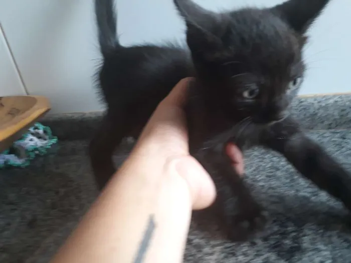 Gato ra a  idade 2 a 6 meses nome Sem nome