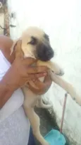 Branquinha