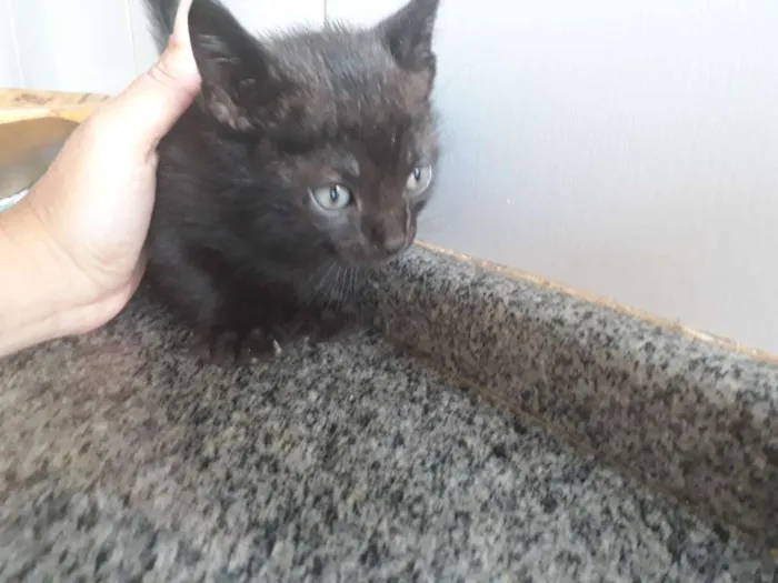 Gato ra a  idade 2 a 6 meses nome Sem nome