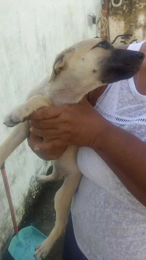 Cachorro ra a Sem raça idade 2 a 6 meses nome Branquinha