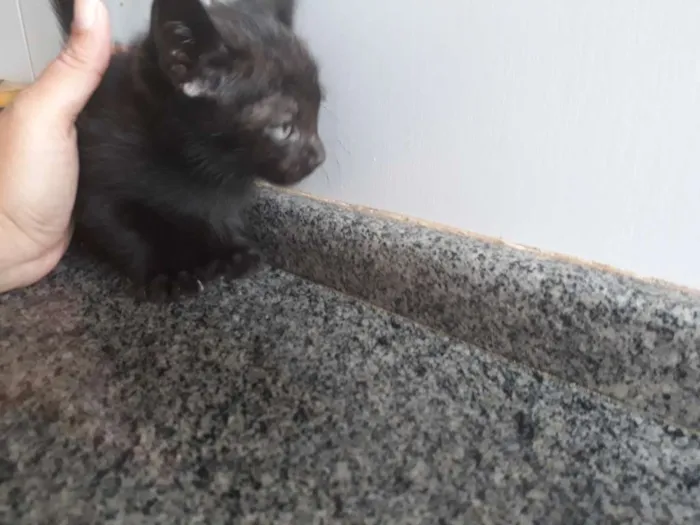 Gato ra a  idade 2 a 6 meses nome Sem nome