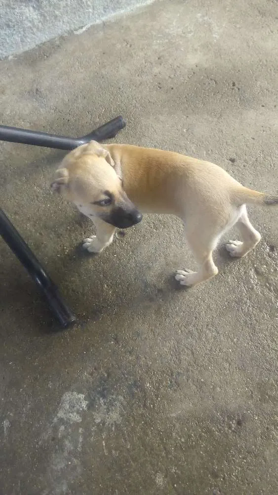 Cachorro ra a Sem raça idade 2 a 6 meses nome Branquinha