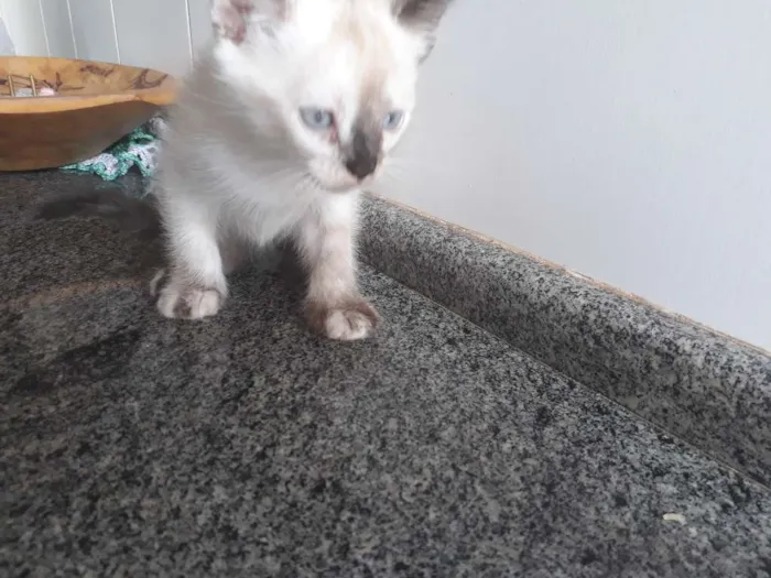 Gato ra a  idade 2 a 6 meses nome Sem nome